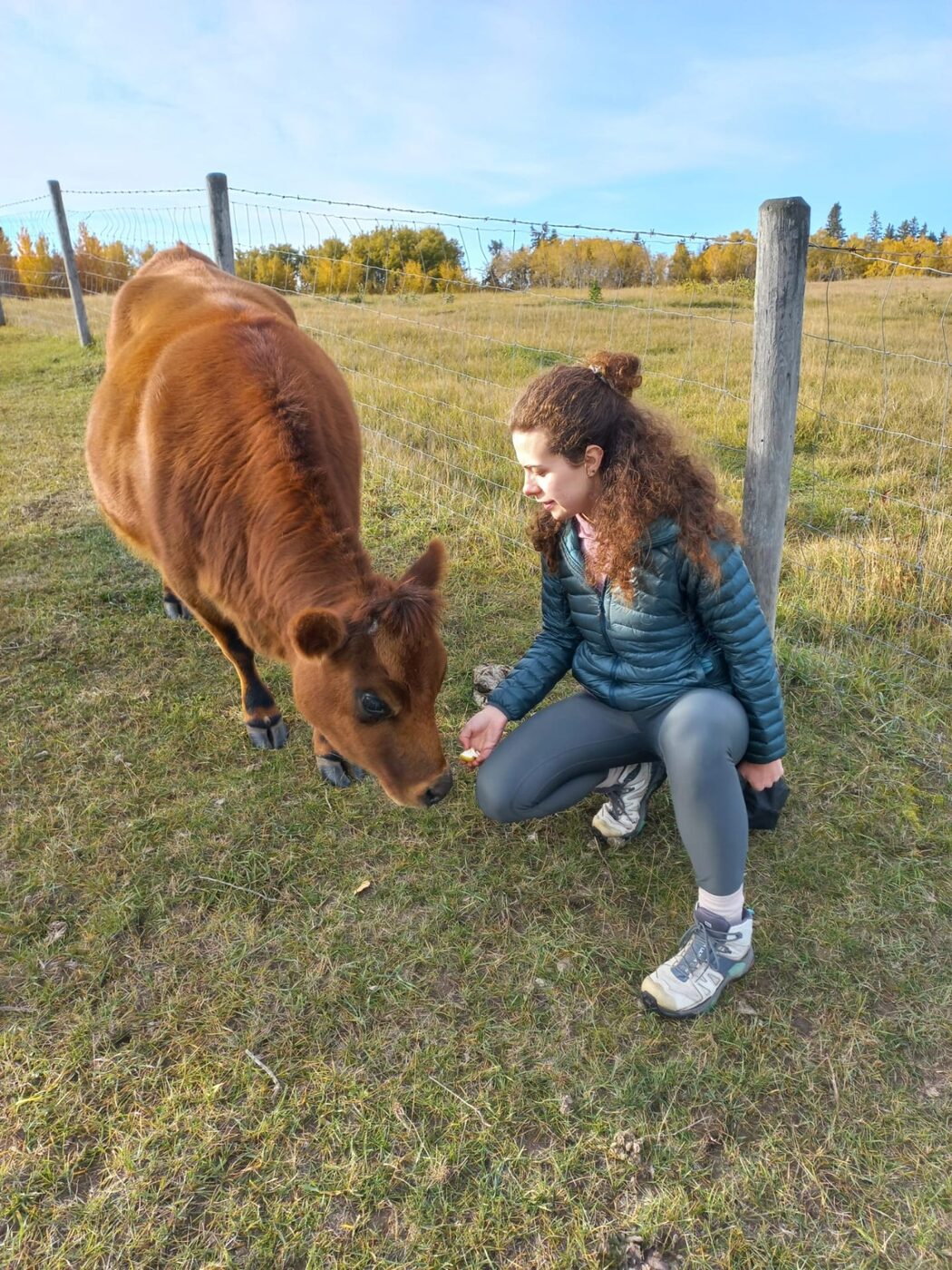 Karolina feeding a brown cow by a pasture fence