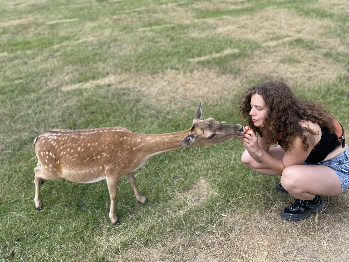 Karolina gently feeding a spotted fallow deer by hand